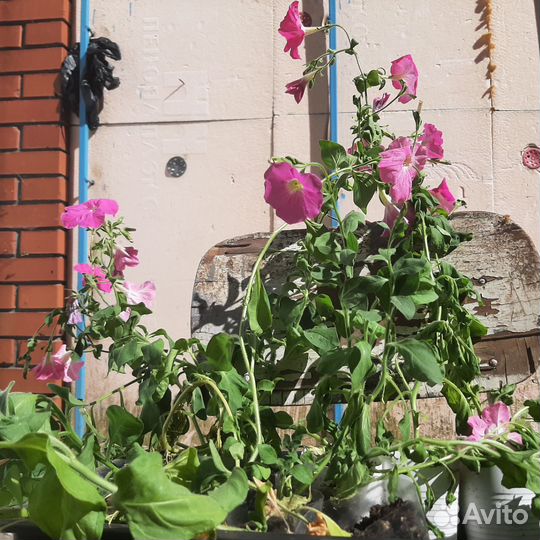 Рассада петуньи