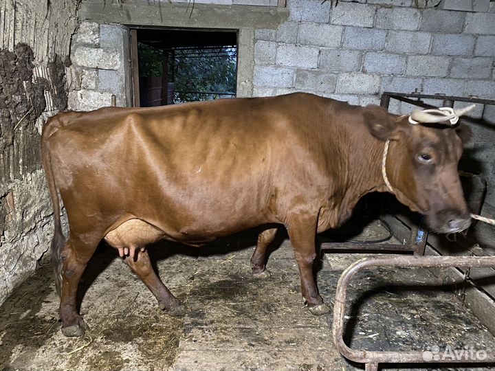 Корова дойная
