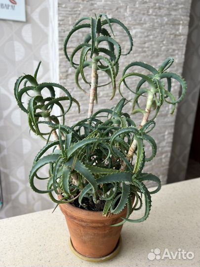 Алоэ столетник