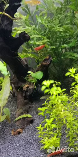 Креветки вишня