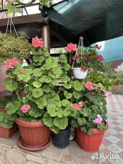 Пеларгония герань
