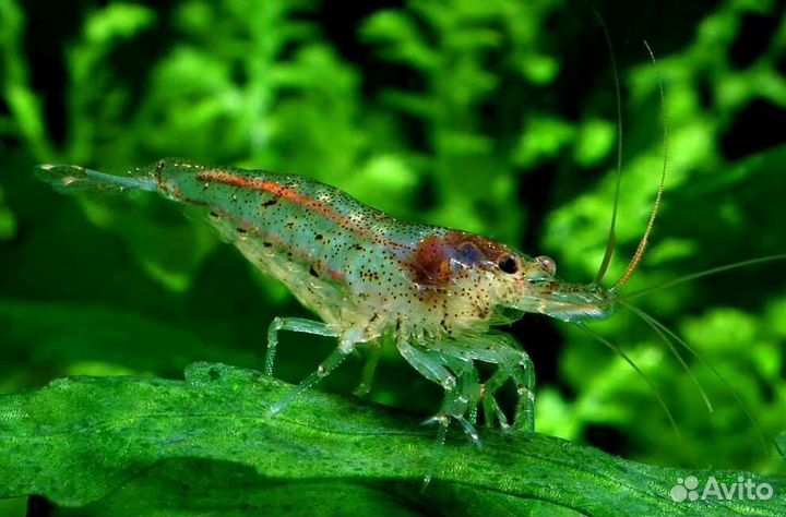 Креветки аквариумные неокаридины