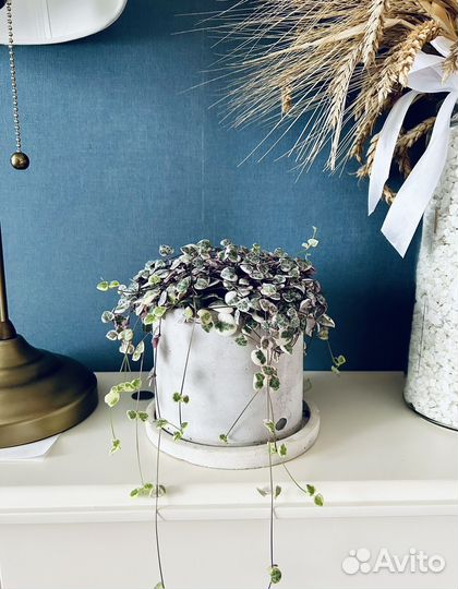 Церопегия Вуди вариегатная