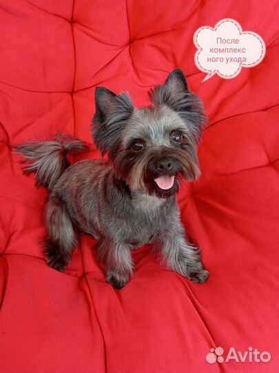 Стрижка собак и кошек, Зоосалон, Груминг