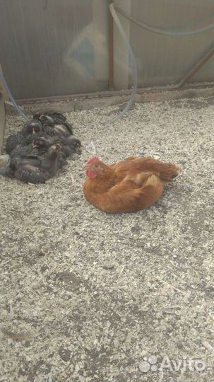 Мясо кур, бройлеров