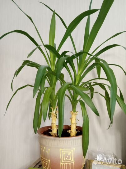 Пальма юкка