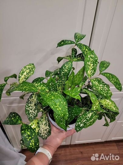 Драцена Флорида бьюти и пр