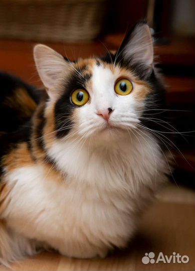 Милашка ищет дом