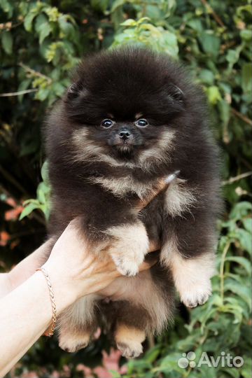 Померанский шпиц девочка