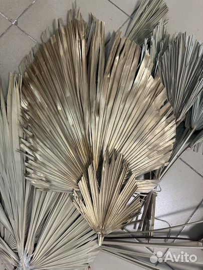 Листья пальмы