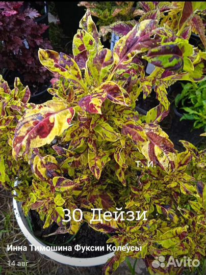 Колеусы сортовые вегетативные