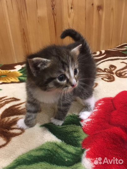 Кошка