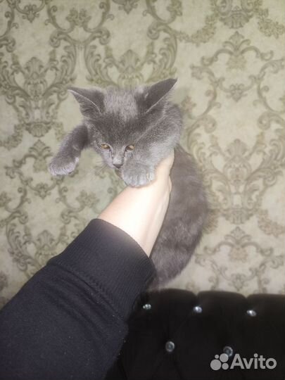 Кошка в дар бесплатно