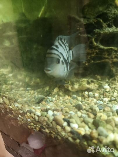 Цыхлида чернополосая