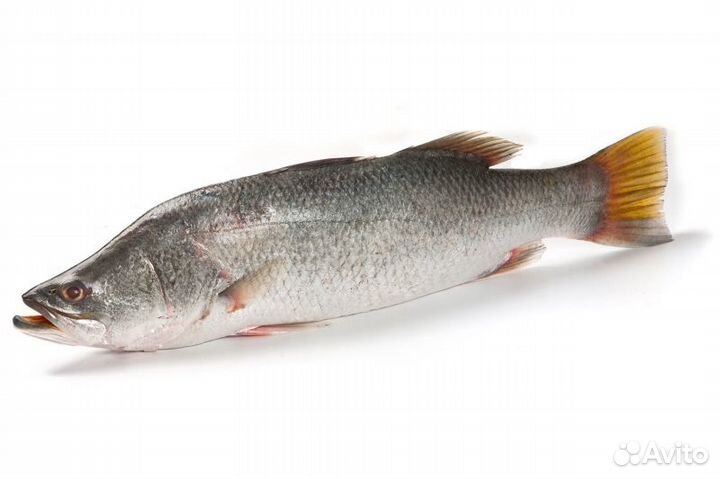 Рыба баррамунди barramundi(lates calcarifer) целая