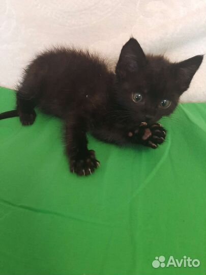 Сибирская кошка бесплатно