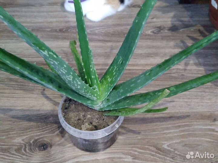 Комнатные растения номер 2