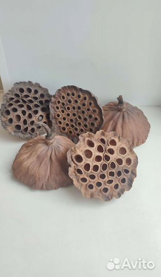 Сухие коробочки натурального лотоса набор