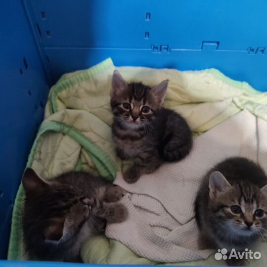 Котята
