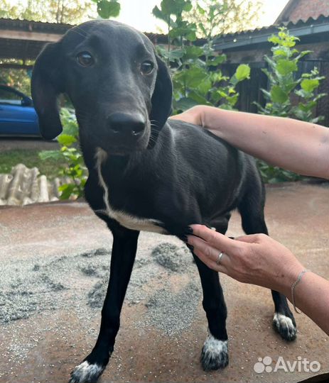 Щенки курцхаара