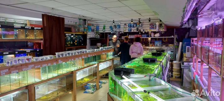 Рыбки, растения, улитки, креветки в магазине