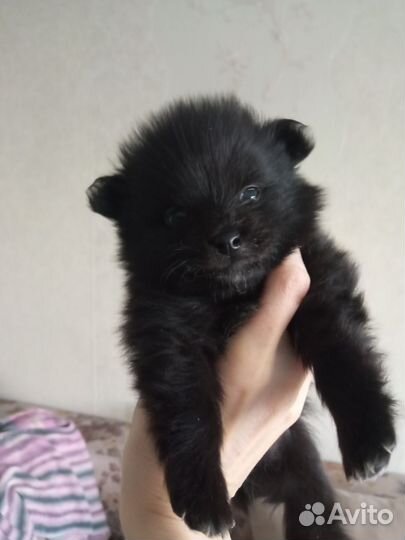 Собака шпиц