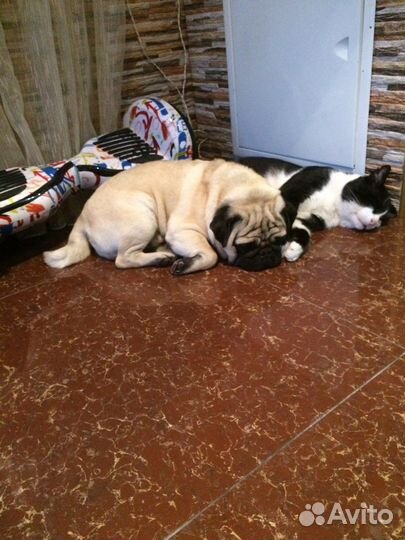 Передержка кошек, маленьких собак и грызунов