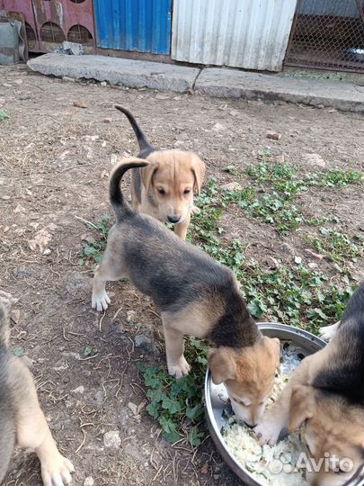 Щенки русской гончей