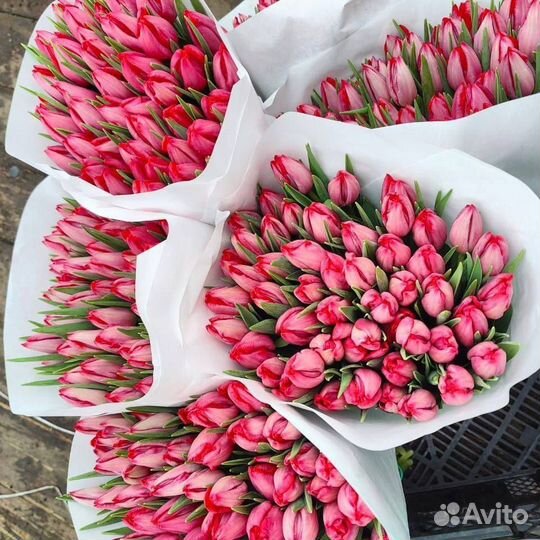 Тюльпаны - цветы оптом и в розницу