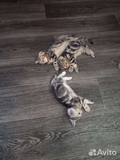 Шотландские котята