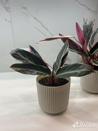 Строманта триколор