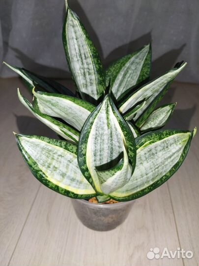 Сансевиерии сортовые