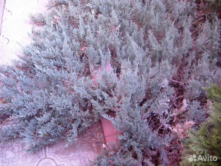 Хвойные растения