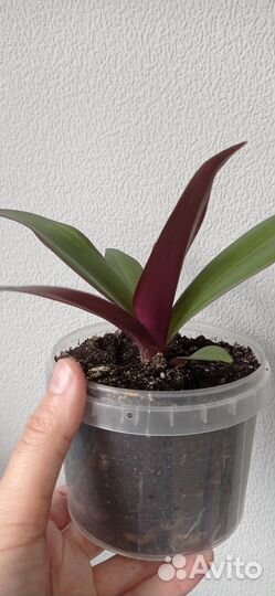Традесканция рео в горшке 0.3 л