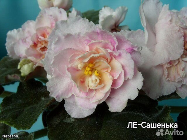 Сортовые фиалки