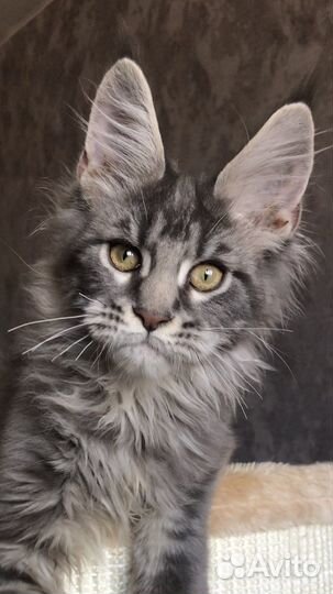 Мейн-кун мальчики и девочки