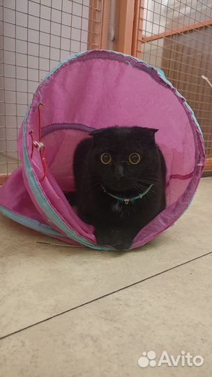 Ищем любящую семью для кошечки