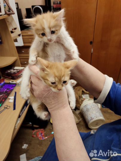Котята в добрые руки