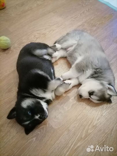 Собаки щенки