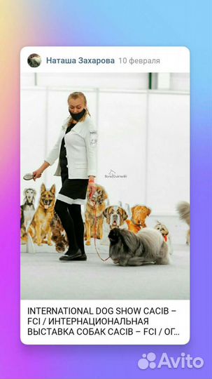 Пекинес/кобель