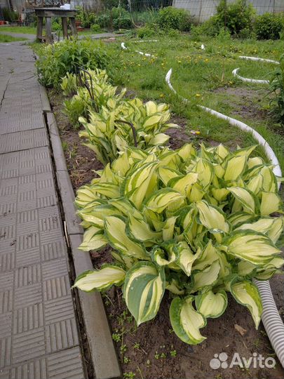 Флоксы,хосты, лилии, клематисы