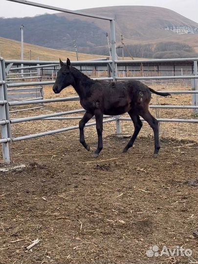 Къ жеребята