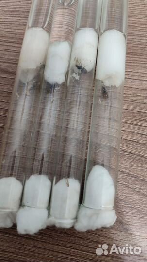 Муравьи (Lasius) матка + яйца+ маленький расплод