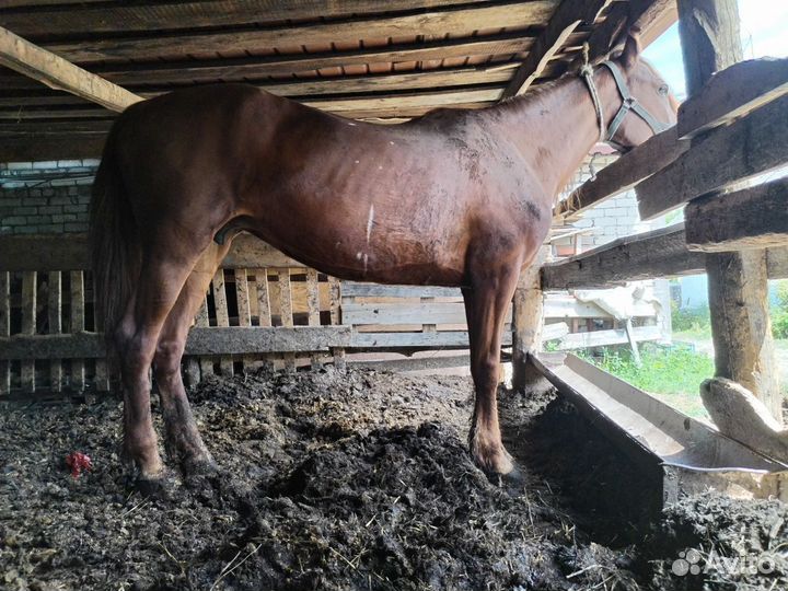 Кобыла Иноходка