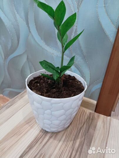 Замиокулькас