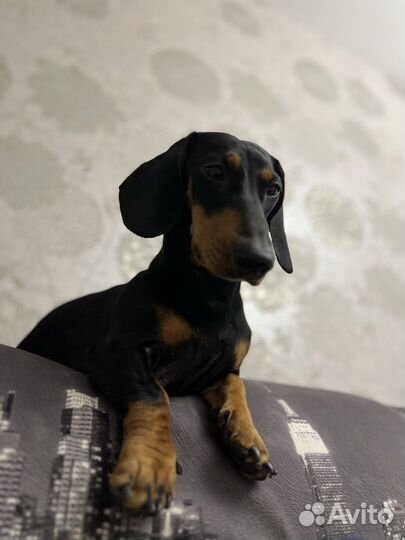 Вязка кобель минитакса