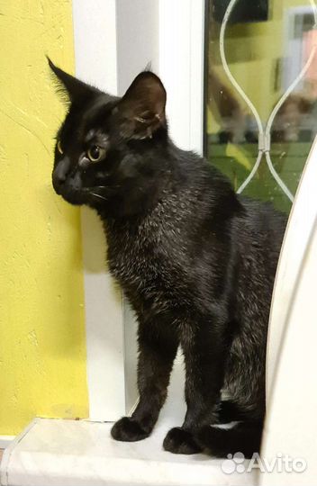 Чаузи ф1 кошка