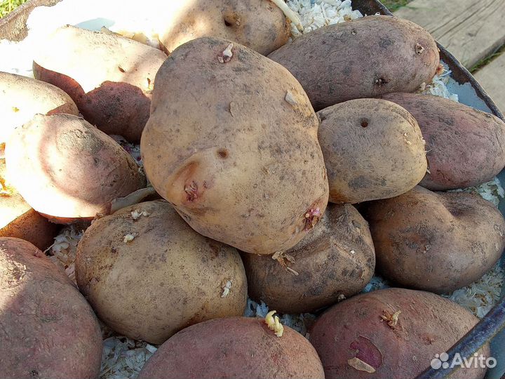 Продам картофель