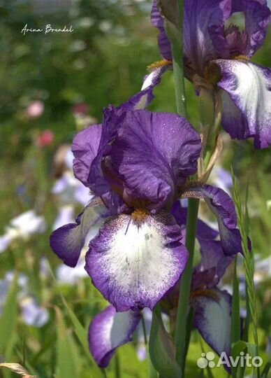 Ирис сортовой (на любой вкус)
