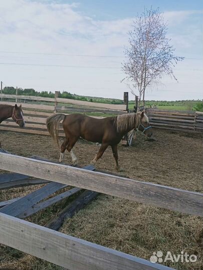 Кобылки и жеребец